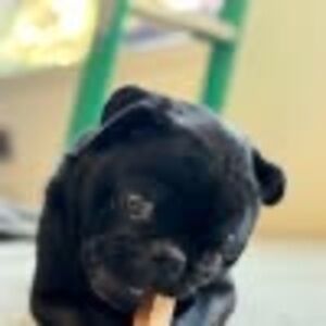 Meet your Posher, Toby